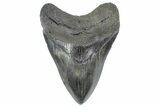 Serrated, Fossil Megalodon Tooth - South Carolina #362264-1